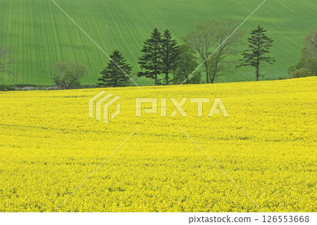 Full-bloom rapeseed field, Abira Town, rapeseed walk, rapeseed field, Abira Roadside Station D51 Station 126553668