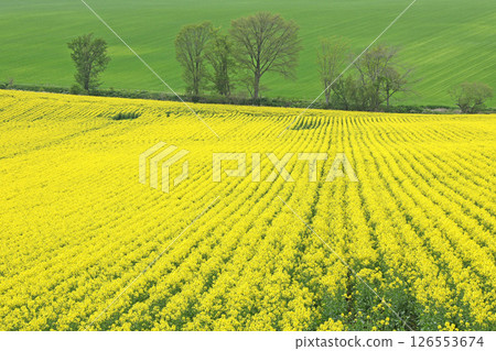 Full-bloom rapeseed field, Abira Town, rapeseed walk, rapeseed field, Abira Roadside Station D51 Station 126553674