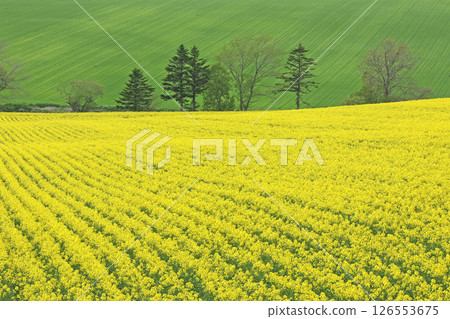 Full-bloom rapeseed field, Abira Town, rapeseed walk, rapeseed field, Abira Roadside Station D51 Station 126553675