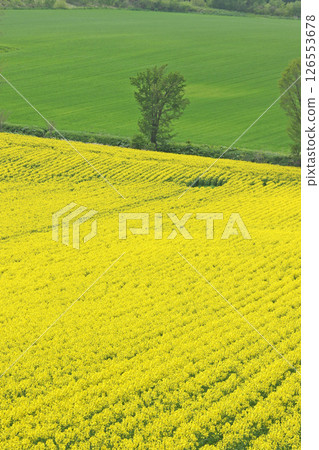 Full-bloom rapeseed field, Abira Town, rapeseed walk, rapeseed field, Abira Roadside Station D51 Station Full-bloom rapeseed field, Abira Town, rapeseed walk, rapeseed field, Abira Roadside Station D51 Station 126553678