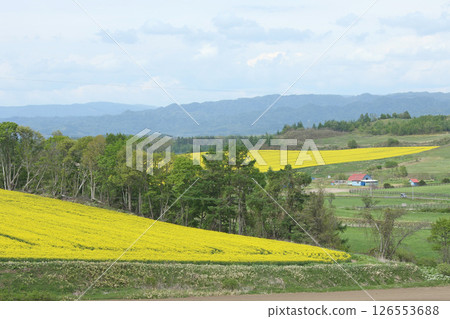 Full-bloom rapeseed field, Abira Town, rapeseed walk, rapeseed field, Abira Roadside Station D51 Station 126553688