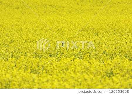 Full-bloom rapeseed field, Abira Town, rapeseed walk, rapeseed field, Abira Roadside Station D51 Station 126553698