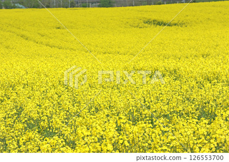 盛開的油菜花田,安平町,油菜花步道,油菜花田,安平道之站D51站 盛開的油菜花田,安平町,油菜花步道,油菜花田,安平道之站D51站 126553700