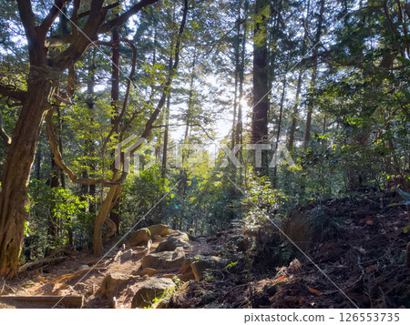 Mount Tsukuba hiking trail, Miyukigahara course, evening (Tsukuba City, Ibaraki Prefecture) 126553735