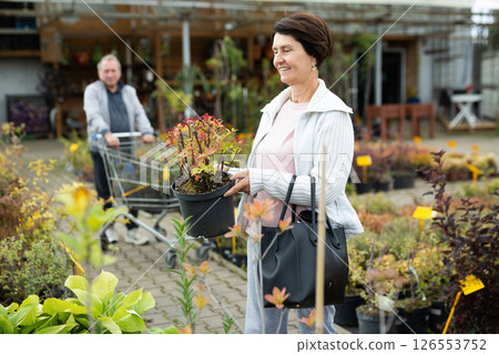 Concentrated busy old woman choosing potted plants and shrubs while spending time in garden center 126553752