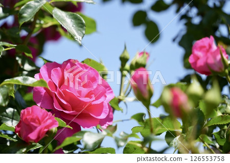 粉紅玫瑰映襯著藍天:美麗的風景 粉紅玫瑰映襯著藍天:美麗的風景 126553758