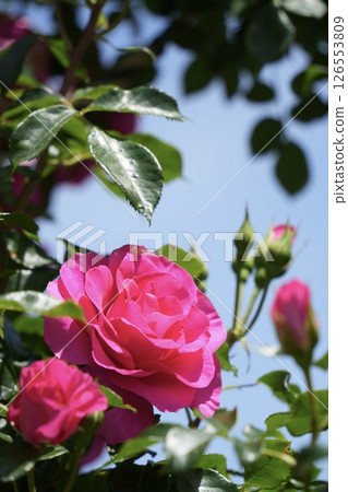 Pink roses against the blue sky: beautiful scenery Pink roses against the blue sky: beautiful scenery 126553809