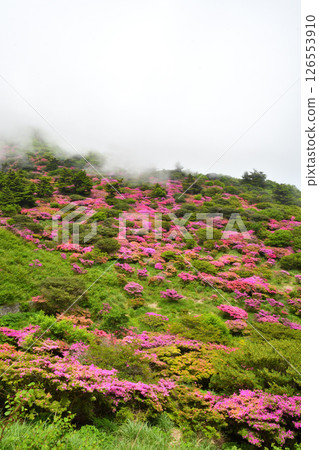Miyama Kirishima of Nita Pass 126553910