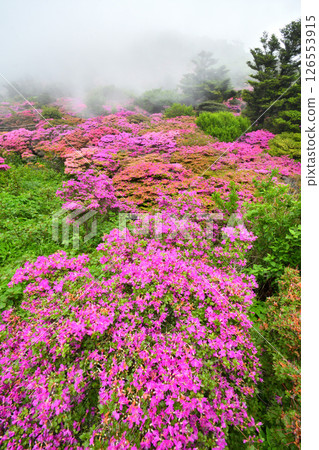 Miyama Kirishima of Nita Pass 126553915