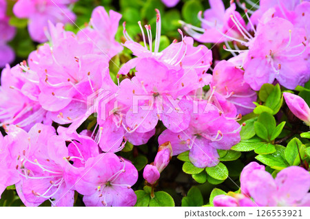 Miyama Kirishima of Nita Pass 126553921