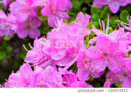 Miyama Kirishima of Nita Pass 126553922