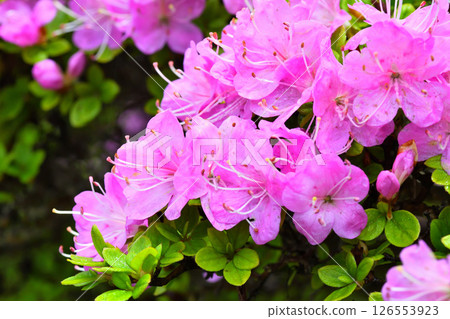 Nita Pass的Miyama Kirishima 126553923