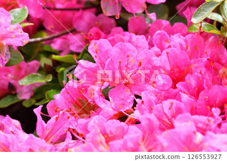Nita Pass的Miyama Kirishima 126553927