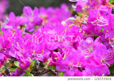 Nita Pass的Miyama Kirishima Nita Pass的Miyama Kirishima 126553928