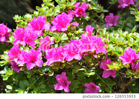 Miyama Kirishima of Nita Pass 126553933