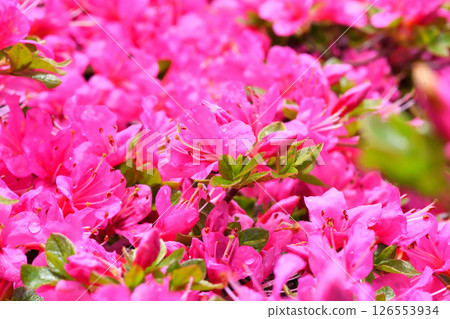 Nita Pass的Miyama Kirishima Nita Pass的Miyama Kirishima 126553934