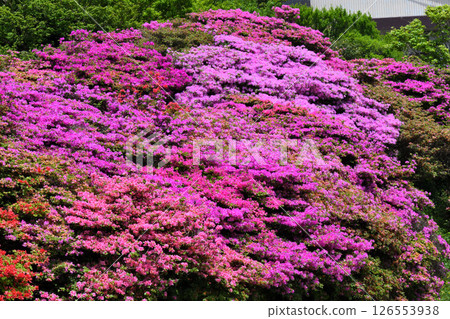 Nita Pass的Miyama Kirishima 126553938