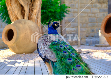 peacock portrait on wooden beck floor of exotic animal shelter room, background wallpaper pattern concept picture with empty copy space for text peacock portrait on wooden beck floor of exotic animal shelter room, background wallpaper pattern concept picture with empty copy space for text 126554024