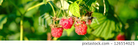 branch of ripe raspberries in a garden 126554025