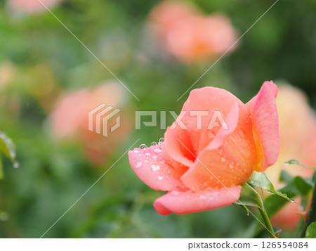 玫瑰濕雨 126554084