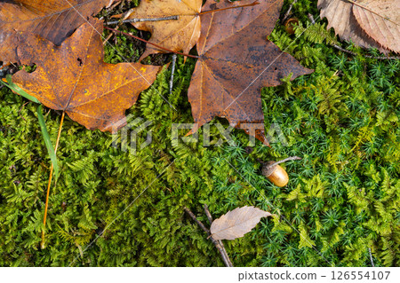 苔蘚上的楓葉和橡子 苔蘚上的楓葉和橡子 126554107