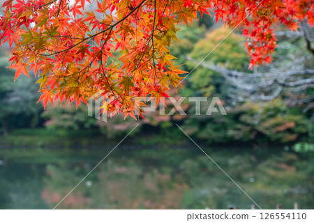 高岡城公園護城河與楓樹 高岡城公園護城河與楓樹 126554110