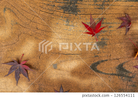 Maple that fell on the bench 126554111