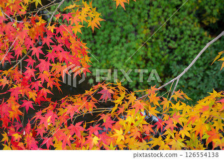 高岡城公園的紅楓 126554138