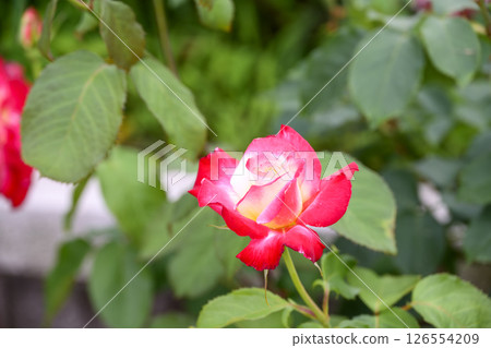 紅玫瑰，紅色，玫瑰，花，初夏，五月，圖像 126554209