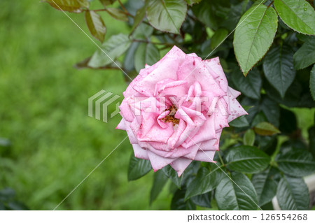 粉紅玫瑰，玫瑰花朵，鮮花，初夏，夏季，素材 126554268