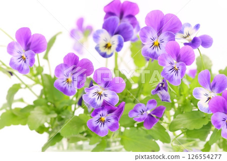 Pansies, violas, violets, blue-purple flowers, light background Pansies, violas, violets, blue-purple flowers, light background 126554277