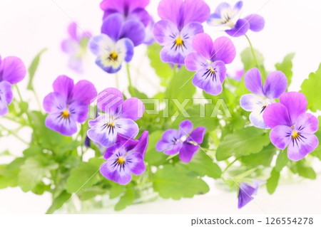 Pansies, violas, violets, blue-purple flowers, light background Pansies, violas, violets, blue-purple flowers, light background 126554278