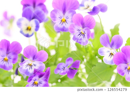 三色堇、紫羅蘭、紫羅蘭、藍紫色花朵，淺色背景 126554279