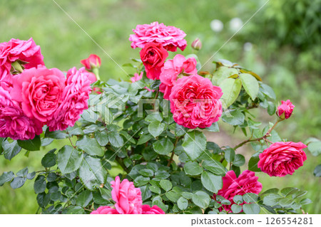 粉紅玫瑰，玫瑰花朵，鮮花，初夏，夏季，素材 126554281
