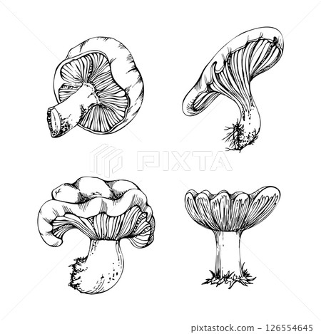 Russula webcap gill mushroom fungus, autumn forest harvest, edible raw ingredient for vegan cooking. Single element hand drawn in vector ink. Foraging logbooks, gardening notebooks, nature posters Russula webcap gill mushroom fungus, autumn forest harvest, edible raw ingredient for vegan cooking. Single element hand drawn in vector ink. Foraging logbooks, gardening notebooks, nature posters 126554645