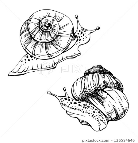 Snail shelled gastropod mollusc slug, slow moving animal. Single element isolated illustration hand drawn in vector ink. Nature educational posters, gardening guides calendars, cards labels print art 126554646