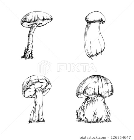 Bolete cep mushroom fungus, autumn forest harvest, edible raw ingredient for vegan cooking. Single element hand drawn in vector ink. Identification cards, seasonal planner stickers, menu cookbook 126554647