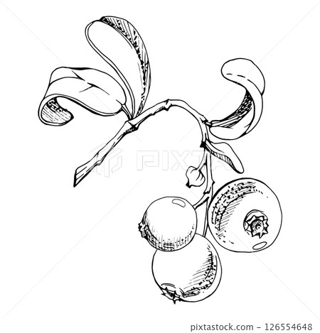 Lingonberry cranberry on branch with green leaves, ripe forest berry bearberry teaberry wintergreen cluster group, vector hand drawn in ink. Isolated botanical illustration, for farmers market menu 126554648