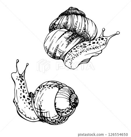 Snail shelled gastropod mollusc slug, slow moving animal. Single element isolated illustration hand drawn in vector ink. Nature educational posters cards, gardening calendars guides, aquarium shops 126554650