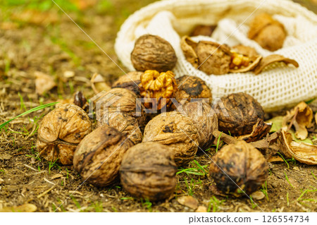 Walnut whole and kernels outdoors on ground. 126554734