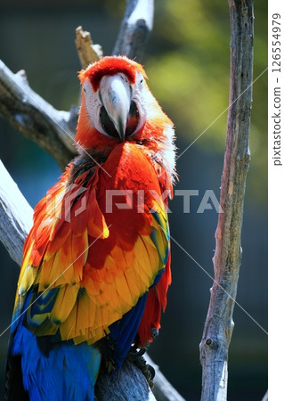 Green-winged Macaw Green-winged Macaw 126554979