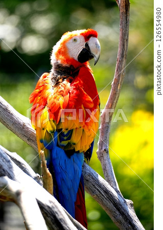 Green-winged Macaw 126554980