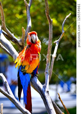 Green-winged Macaw 126554981