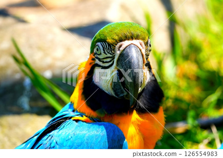 Ruri Macawo 126554983