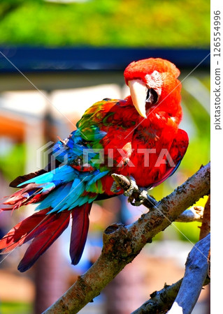 Green-winged Macaw Green-winged Macaw 126554996