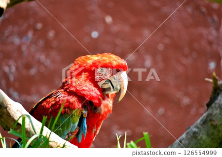 Green-winged Macaw 126554999