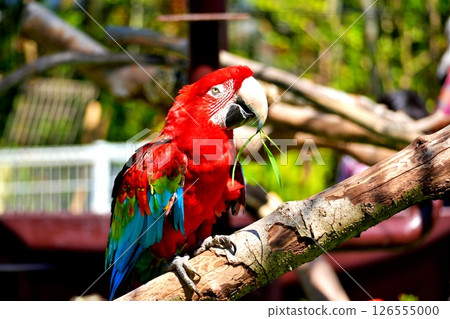 Green-winged Macaw 126555000