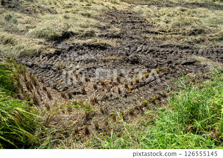 Rice reaping 126555145