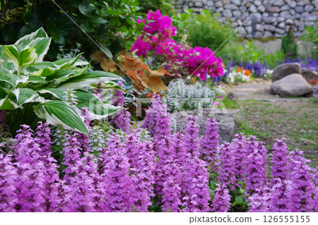 Garden image: Ajuga 126555155
