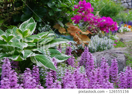 Garden image: Ajuga and hosta 126555156